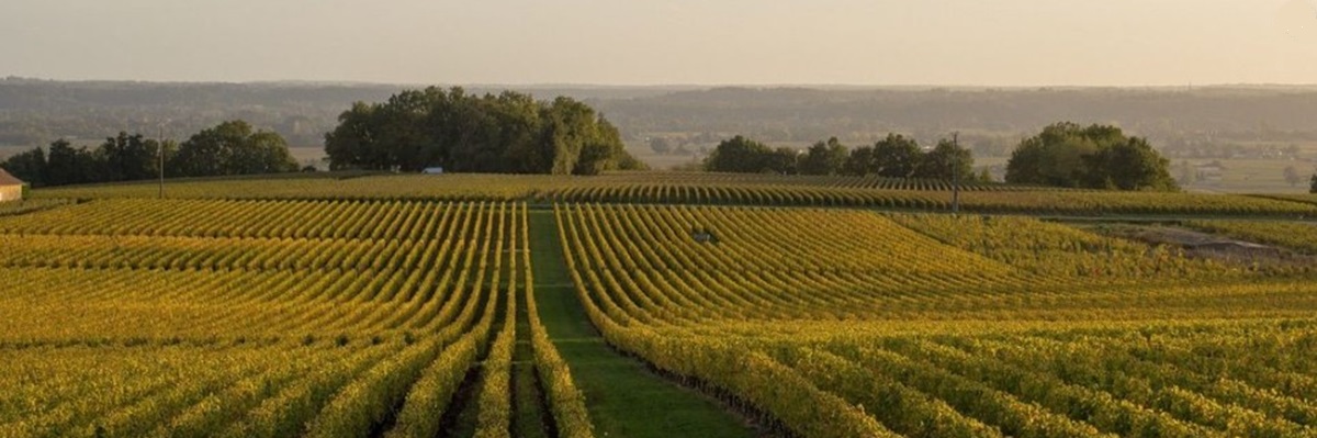 Looking down the vineyards at Troplong Mondot